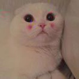 十七月初七
