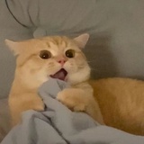 猫猫头
