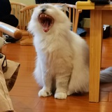 鸽鸽
