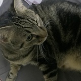 Cora