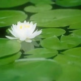 小灯青