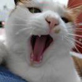会飞不会飞