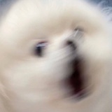 阿豪