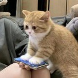 豆腐西施