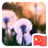 蒲公英