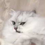 未定稿