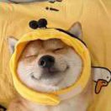 Hi，Lulu不在家