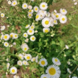 棉花