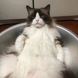 咪子