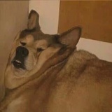 泡泡🫧