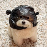 橘外人