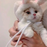 猫猫