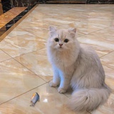 胖嘟嘟小小