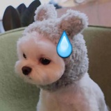 hi
