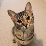 Kaylee