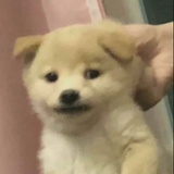 小c