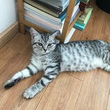 达克吖