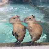 椰子狗