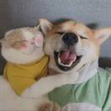 咖啡味的豆包儿