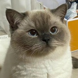 陈飞宇