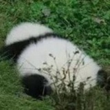 寻羊奇鸟