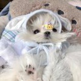 凤无忧