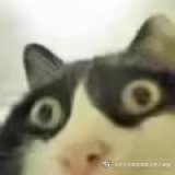 木南楠