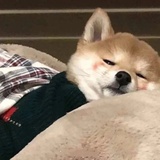 草莓🍓