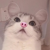 奥利奥多加糖