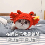 爱看电影的狗仔