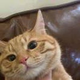 阿瓦隆保洁公司