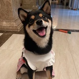 面面