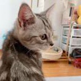 小锦鱼