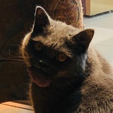 黑猫🐈‍⬛豆友