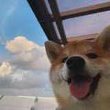 猫爬架罢了