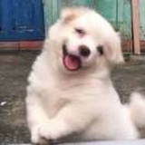 与风散