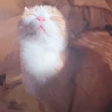 徐琴玉
