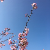 豆豆