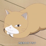 猫猫日记