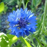蓝色香水矢车菊