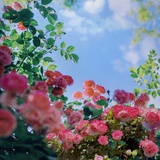 菲菲15846