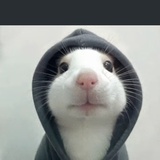 小贝贝
