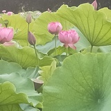 坐看庭前花