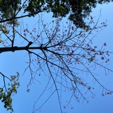 小透明