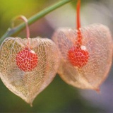 龙格格