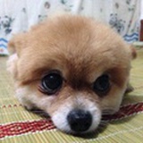 小番茄