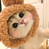 bibaboo
