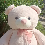 舒伯特玫瑰