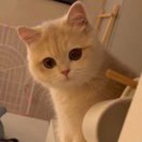 伏安法炒年糕