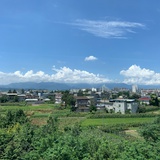 莫妮卡鱼